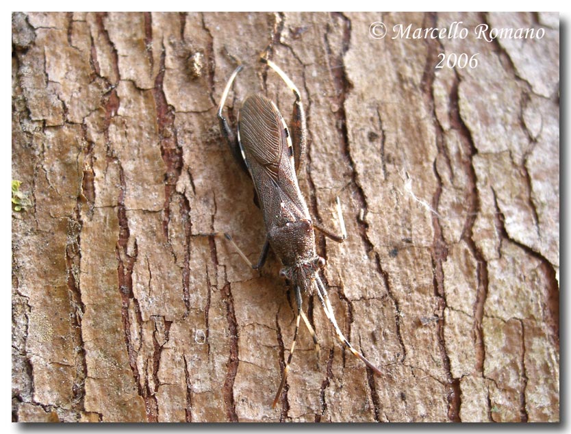 Dobbiamo stare vicini vicini (ovvero: inverno in compagnia)